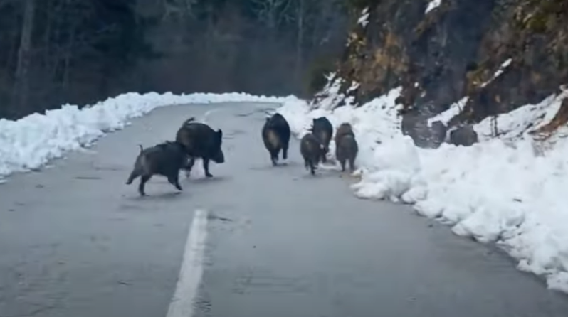 TRČE PO SNIJEGU Krdo divljih svinja na putu (VIDEO)