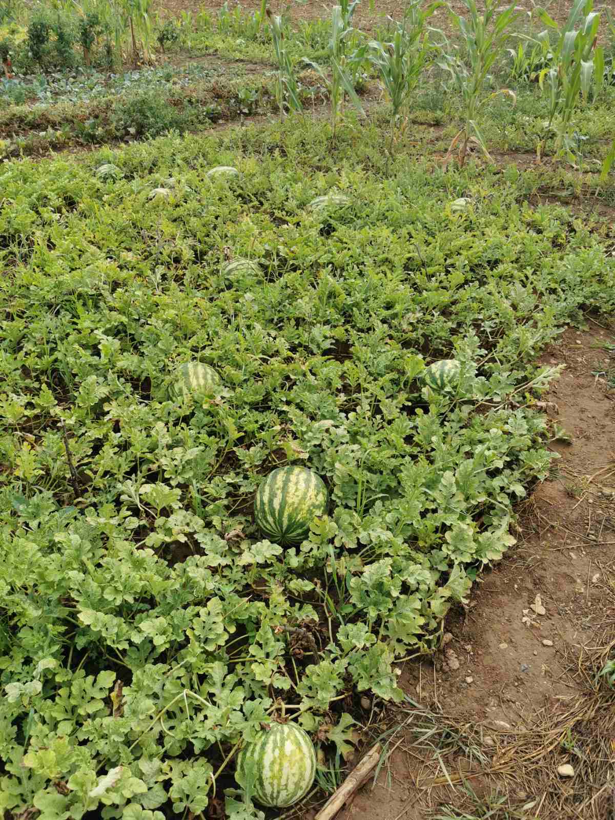 ŠTAB ZA VANREDNE SITUACIJE Vodu za farme i plantaže naručiti putem telefona