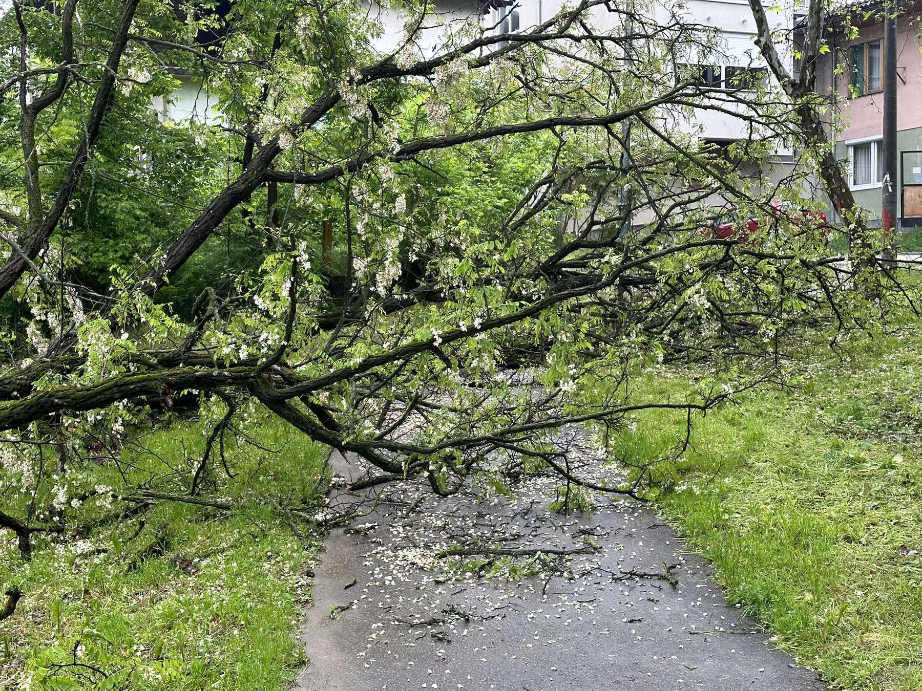 BESANA NOĆ Banjalučki vatrogasci uklanjali stablo koje oborio vjetar