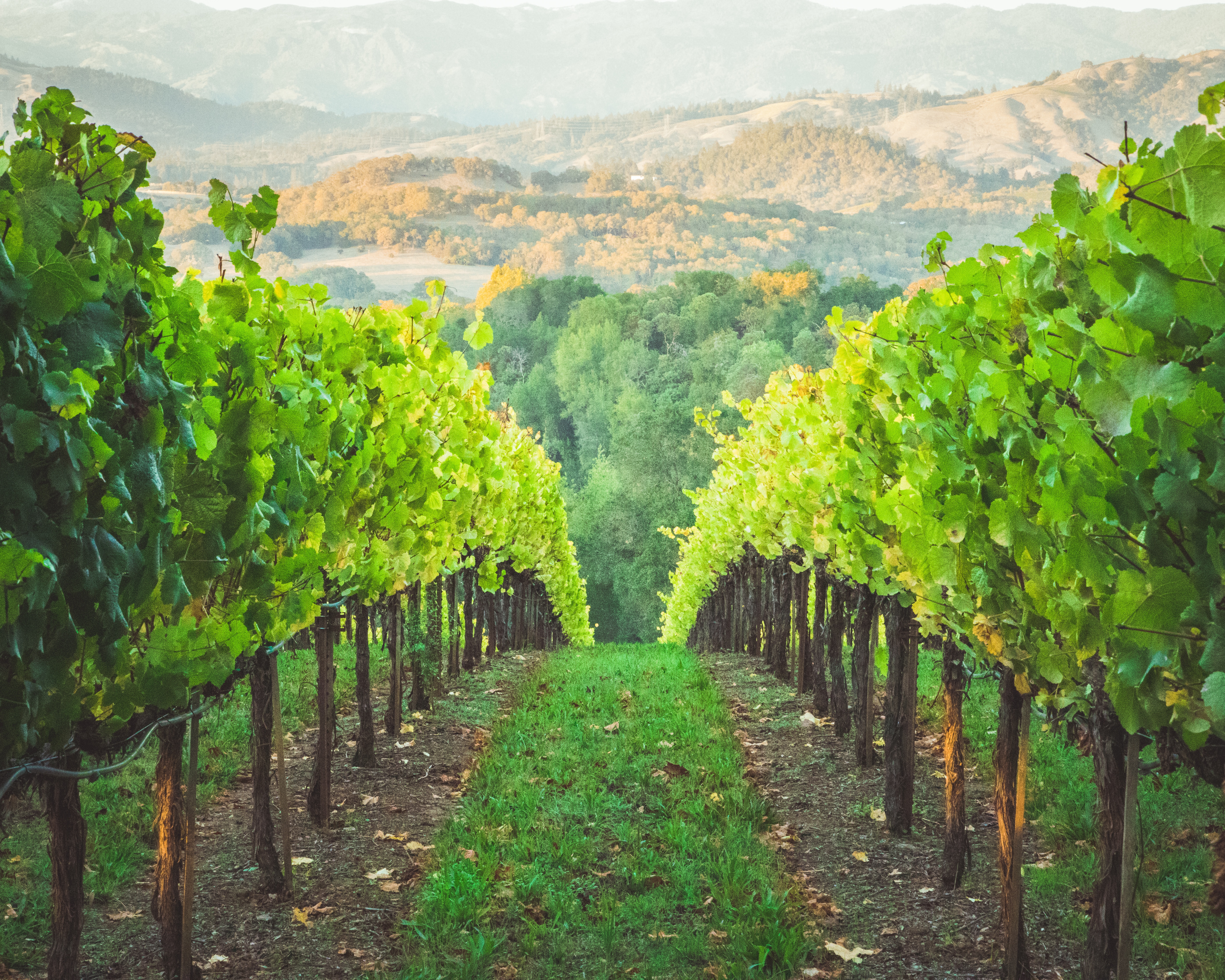 POTROŠNJA VINA OPALA Francuska plaća vinare da unište svoje vinograde