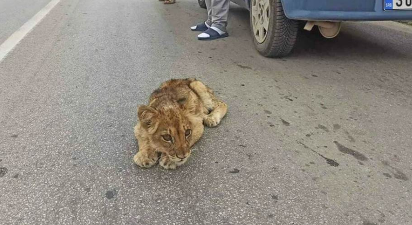 PRONAĐENO MLADUNČE LAVA KOD SUBOTICE “Kralj životinja” izašao iz kukuruza