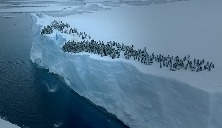 Nacionalna Geografija objavila snimak kako 700 pingvina zajedno skače u okean (VIDEO)