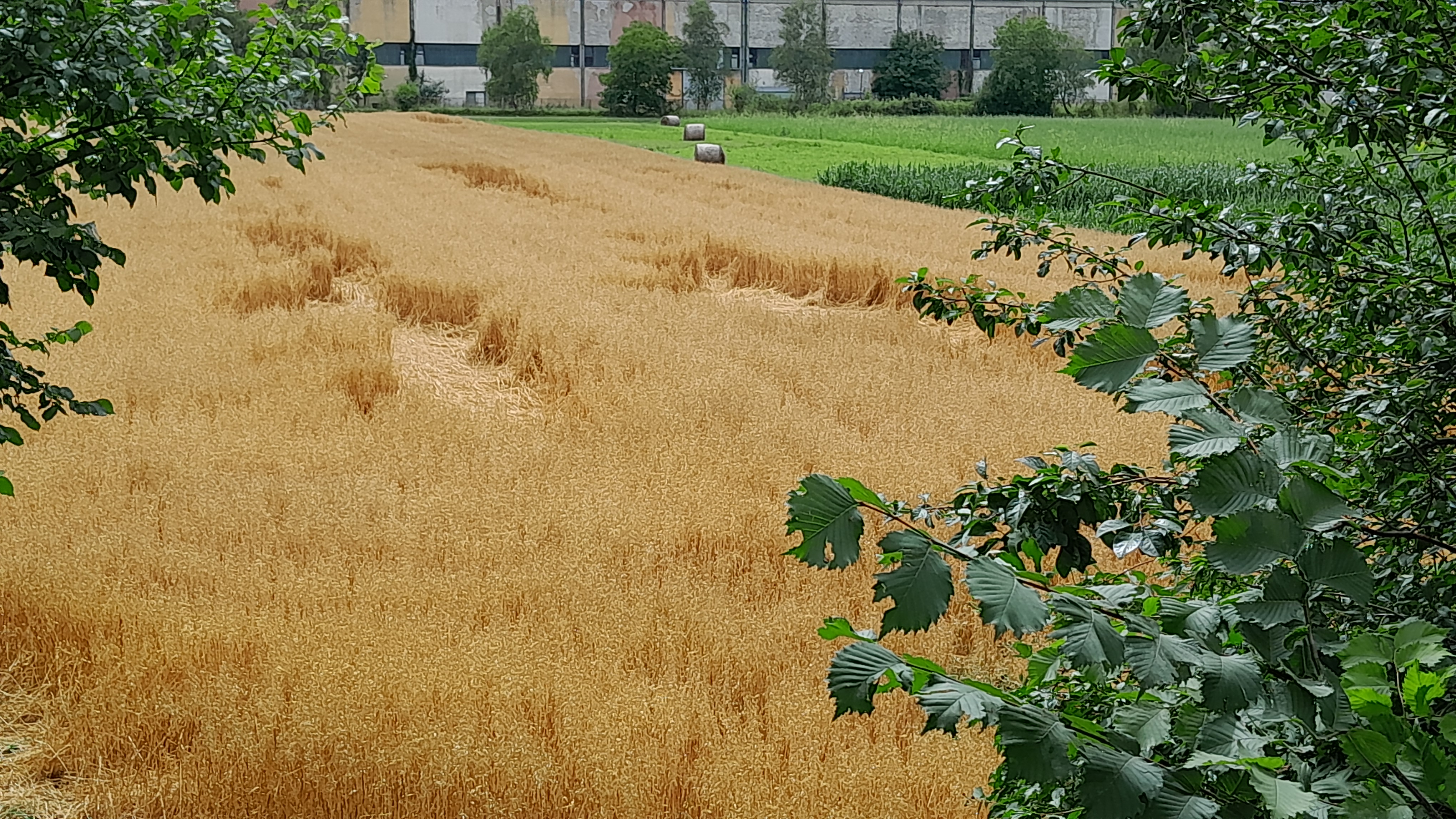 Na polje pšenice u Banjaluci kao da je sletio NLO (FOTO)