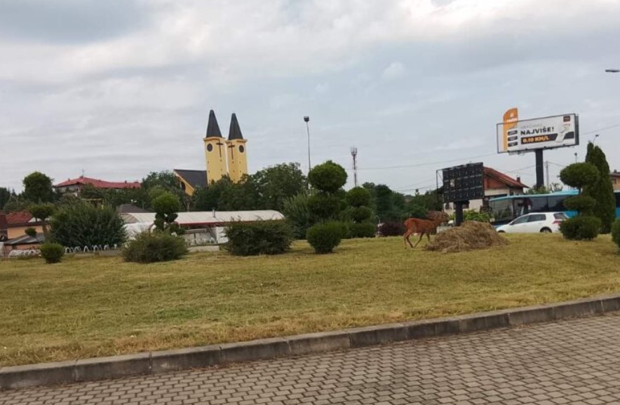 Lane usred kružnog toka u Banjaluci (FOTO)