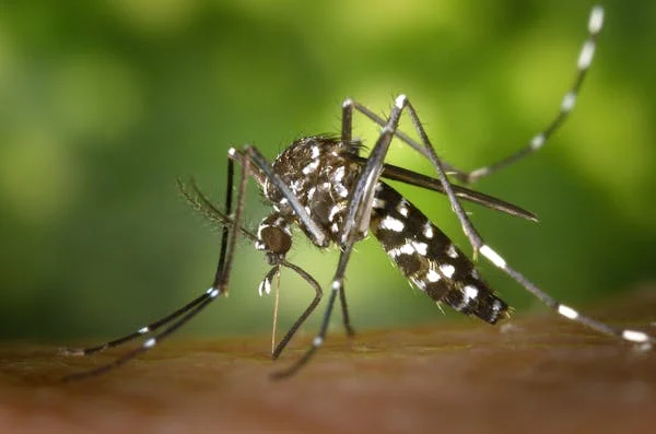 Sutra u Banjaluci počinje zaprašivanje komaraca