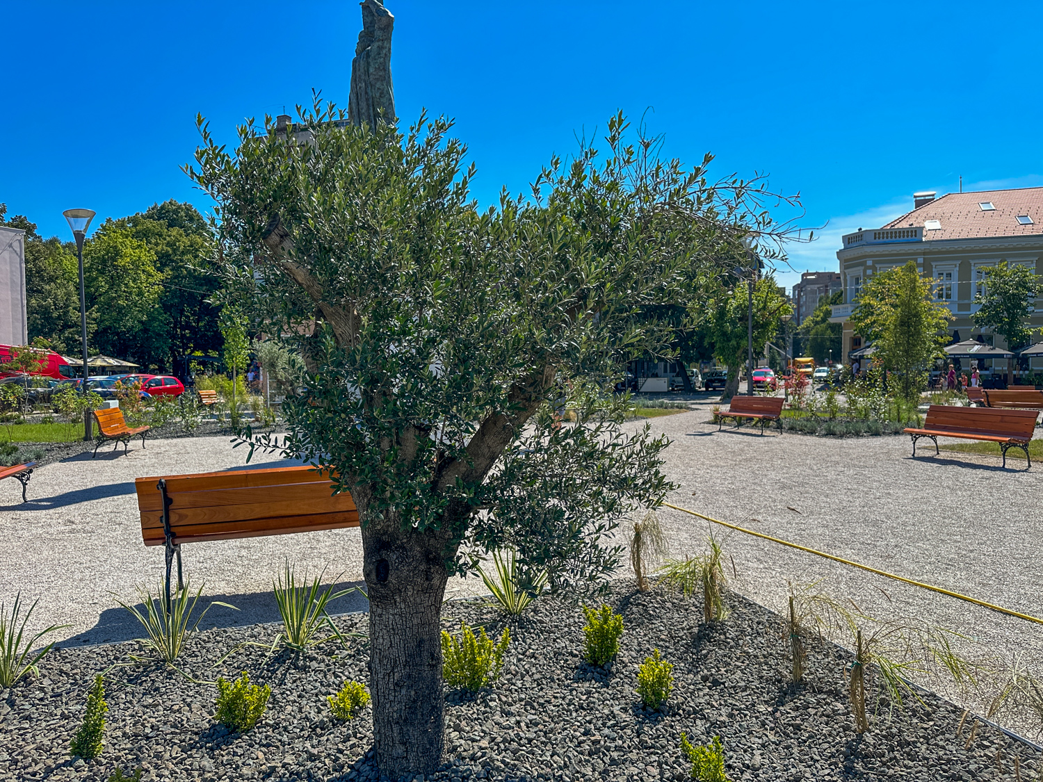 Maslinovo drveće krasi “Park knjige” (FOTO)