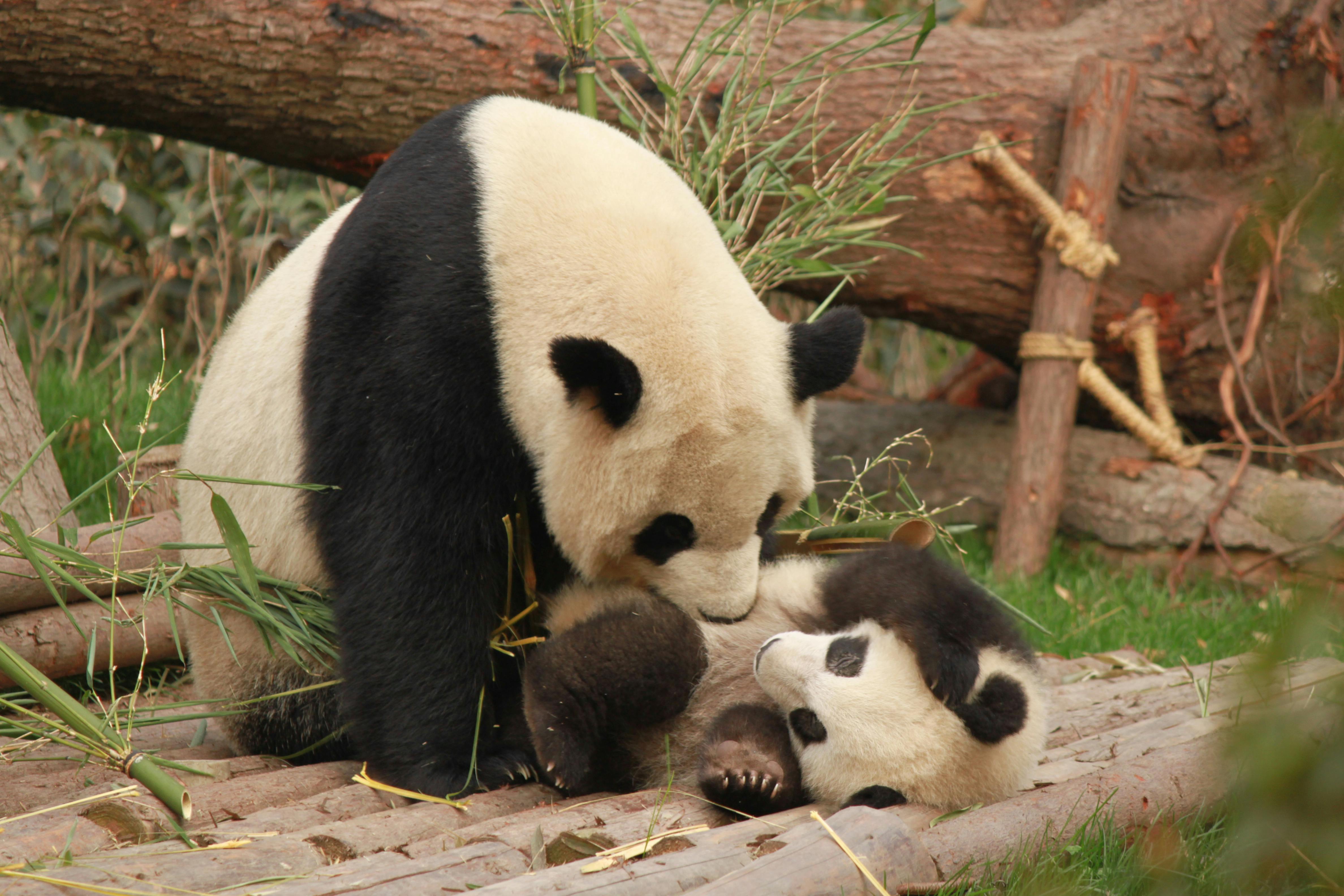 PO DRUGI PUT Džinovska panda rodila blizance u berlinskom zološkom vrtu