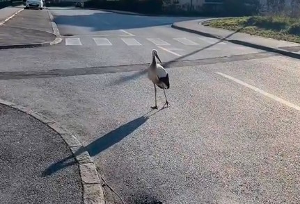 Djevojke na Palama pronašle RANJENU RODU, pa je spasle i dale joj ime Nada (VIDEO)